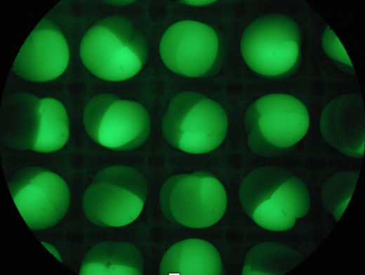 Sea lamprey eggs.  Looks like a grid of green lights in a black circle.